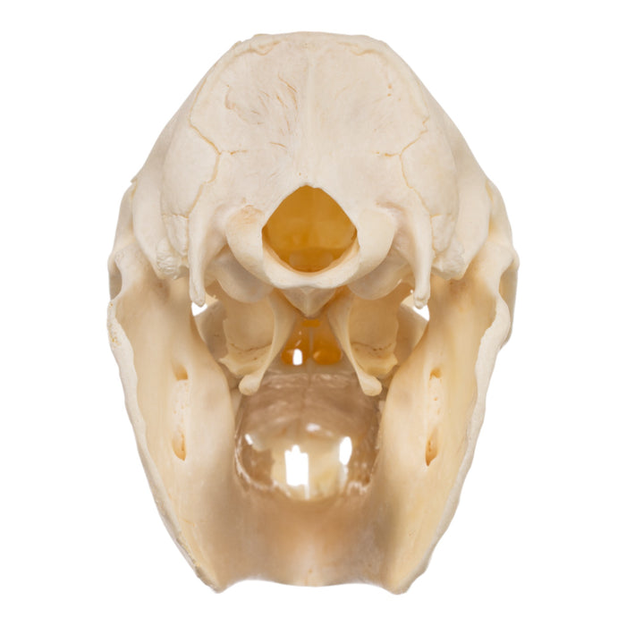 Real Rock Hyrax Skull