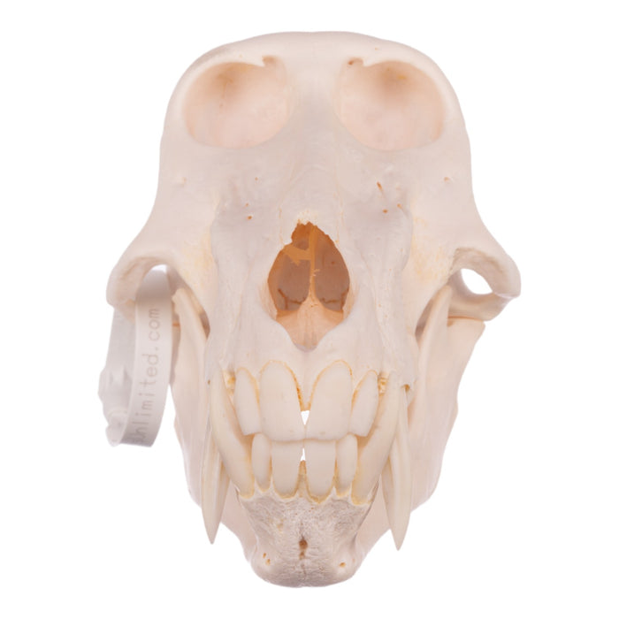 Real Chacma Baboon Skull - Premium Male