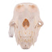 Real Chacma Baboon Skull - Premium Male