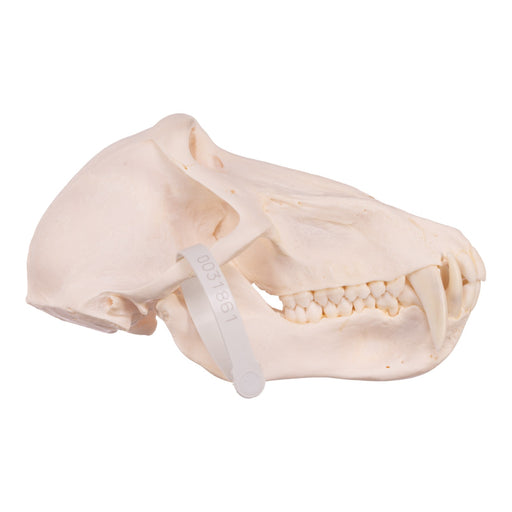 Real Chacma Baboon Skull - Premium Male