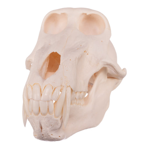 Real Chacma Baboon Skull - Premium Male