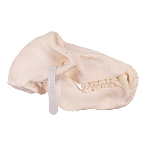 Real Chacma Baboon Skull - Premium Male