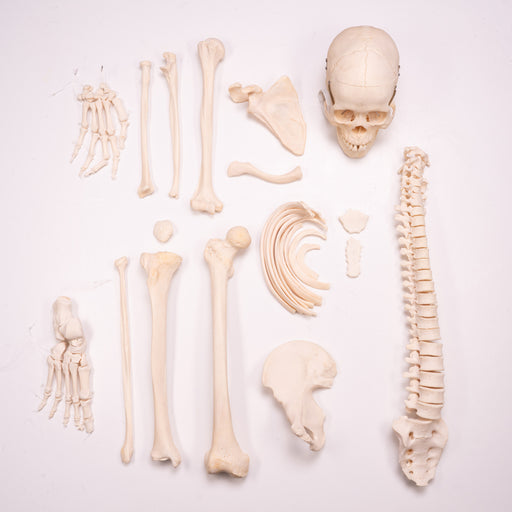 Real Half Human Skeleton - Disarticulated