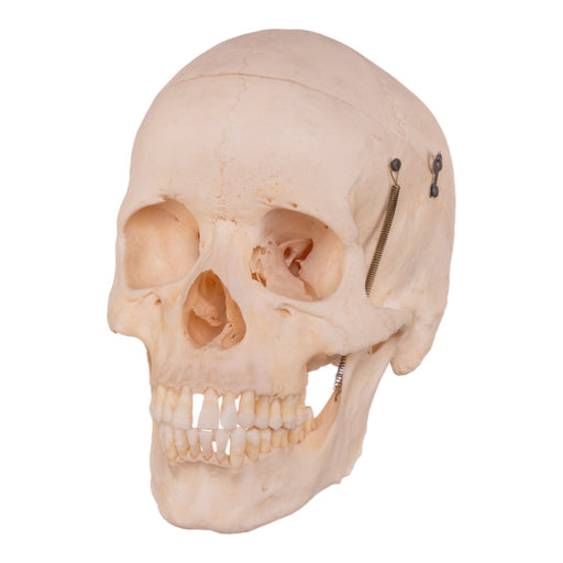 Real Half Human Skeleton - Disarticulated