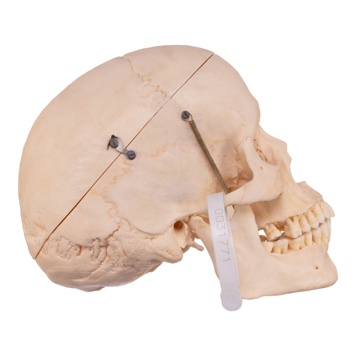 Real Half Human Skeleton - Disarticulated