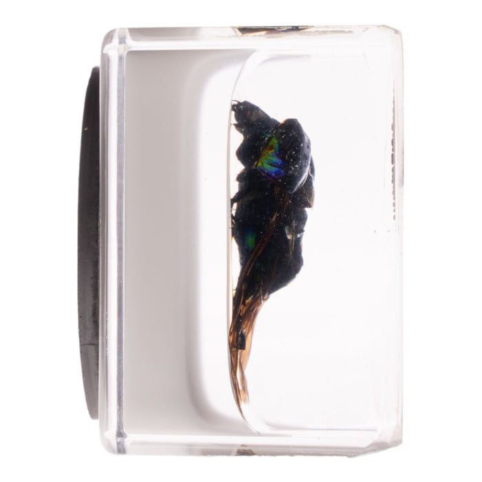 Real Green Rose Chafer Beetle in Acrylic Cube Magnet