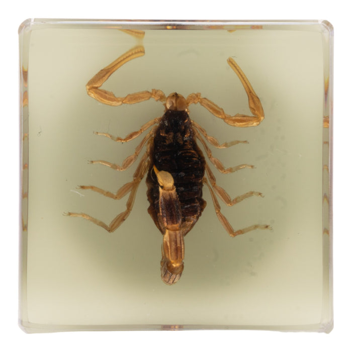 Real Golden Scorpion in Acrylic Cube Magnet - Glow