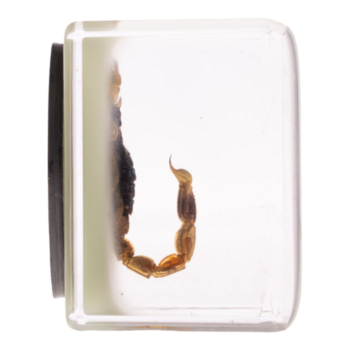 Real Golden Scorpion in Acrylic Cube Magnet - Glow