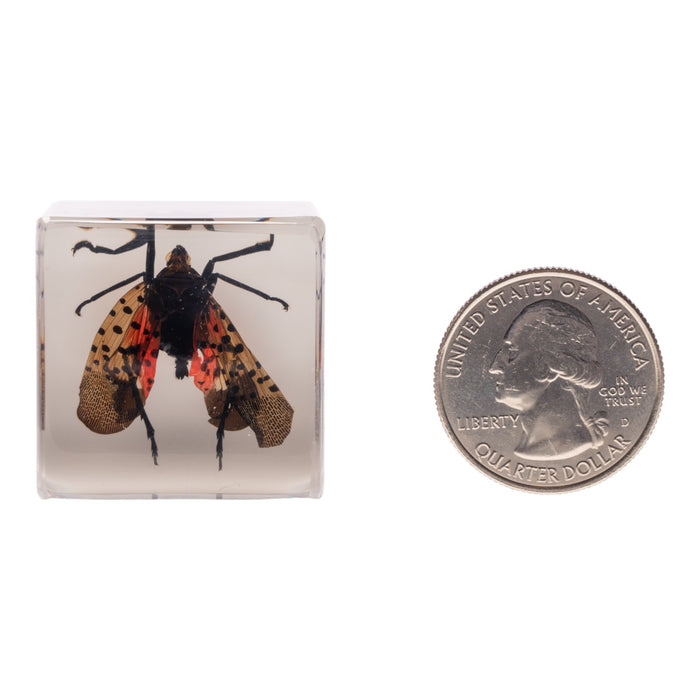 Real Lanternfly in Acrylic Cube Magnet