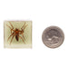 Real Spider in Acrylic Cube Magnet - Glow
