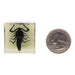 Real Black Scorpion in Acrylic Cube Magnet - Glow