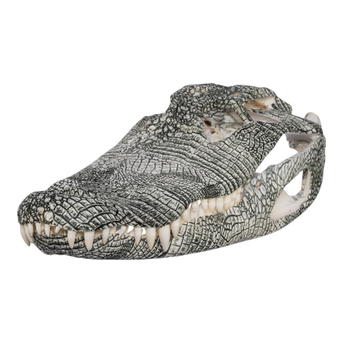 Real American Alligator Skull (14.9") - Hydro-dipped