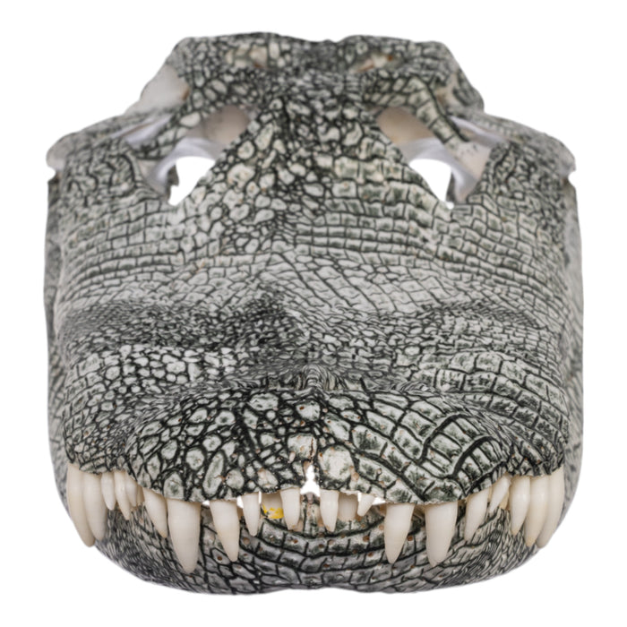 Real American Alligator Skull (14.9") - Hydro-dipped