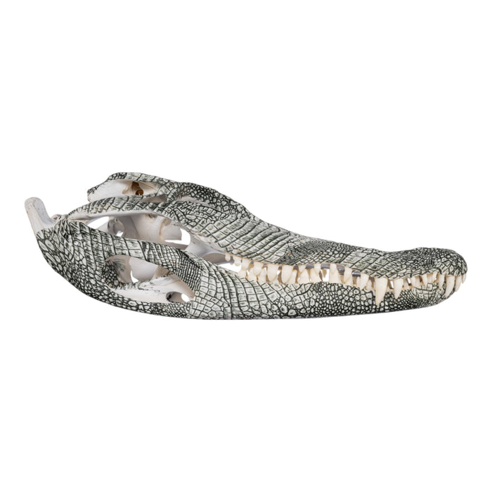 Real American Alligator Skull (14.9") - Hydro-dipped