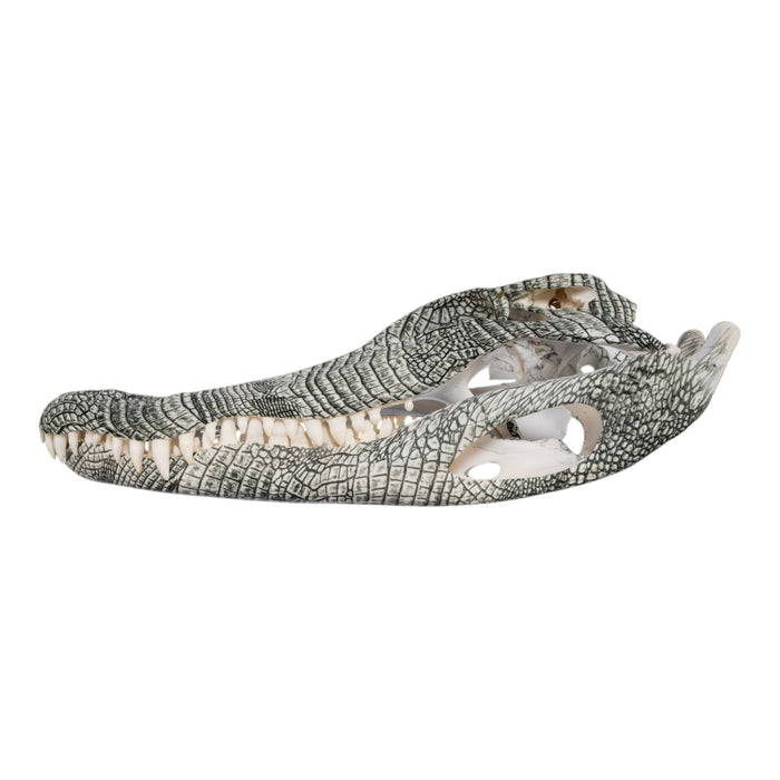 Real American Alligator Skull (14.9") - Hydro-dipped