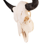 Real Bison Skull For Sale — Skulls Unlimited International, Inc.
