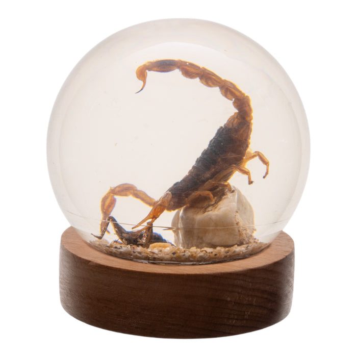 Real Scorpion and Cricket in Acrylic Globe