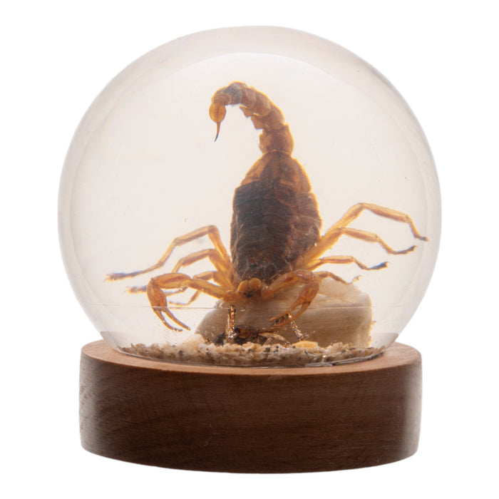 Real Scorpion and Cricket in Acrylic Globe