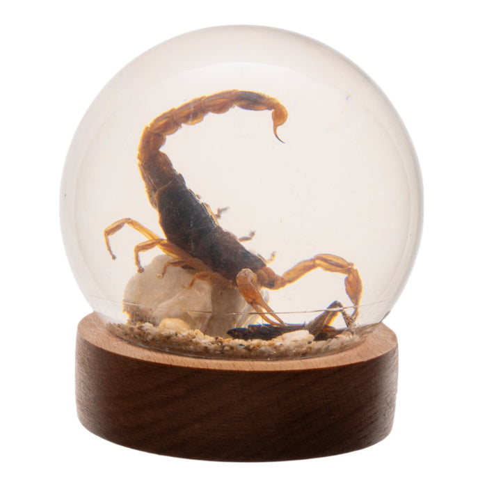 Real Scorpion and Cricket in Acrylic Globe