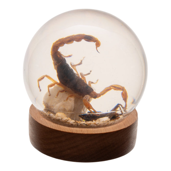 Real Scorpion and Cricket in Acrylic Globe