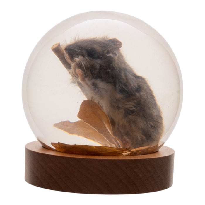 Real Mouse in Acrylic Globe