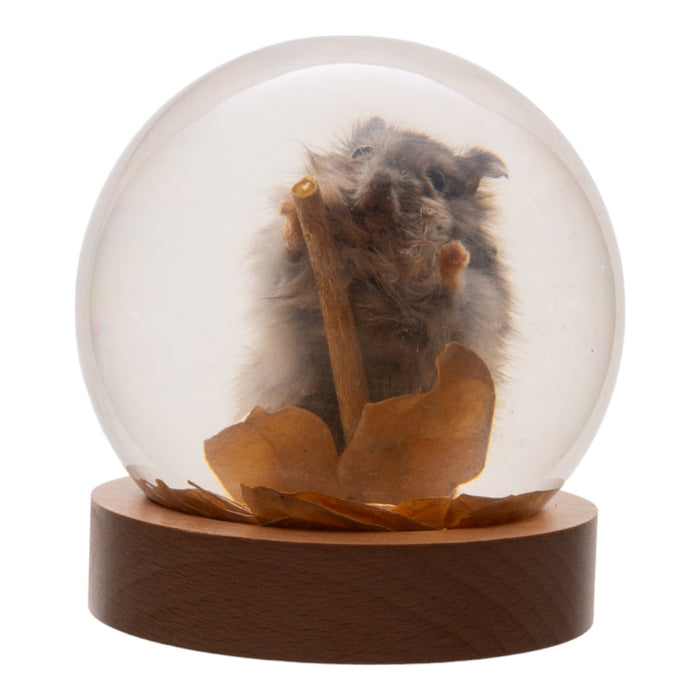 Real Mouse in Acrylic Globe