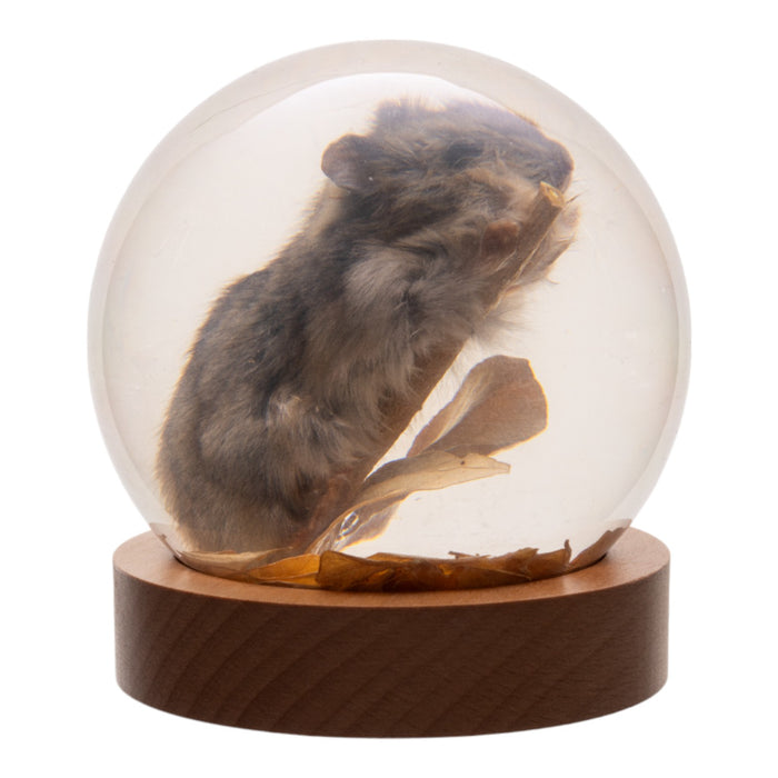 Real Mouse in Acrylic Globe