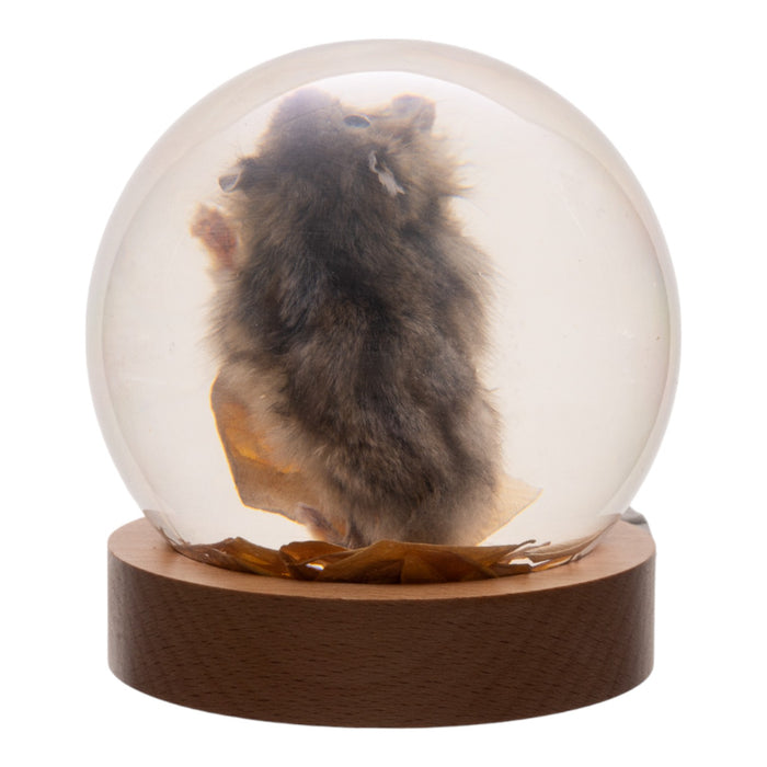 Real Mouse in Acrylic Globe