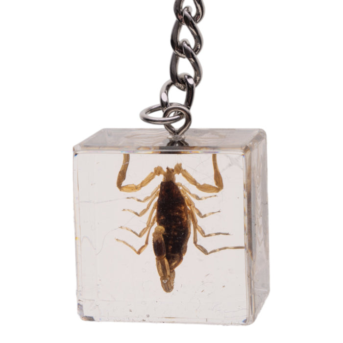 Real Golden Scorpion in Acrylic Cube Keychain