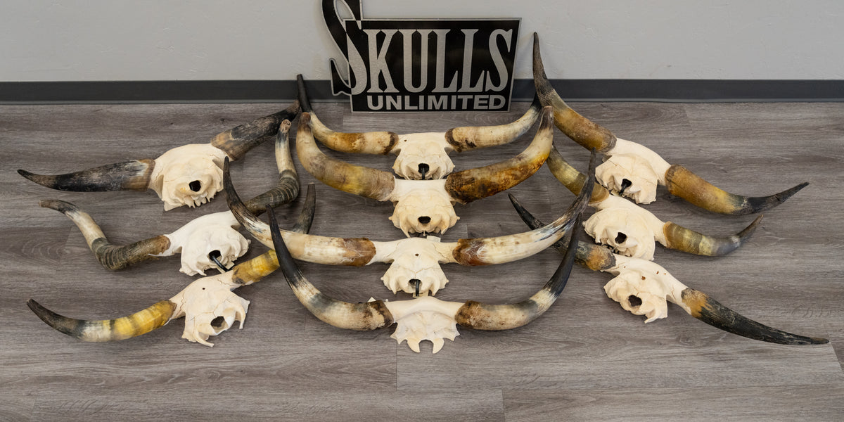 Real Longhorn Skull For Sale — Skulls Unlimited International, Inc.