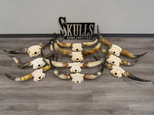 Real Longhorn Skull - Limited Quantity