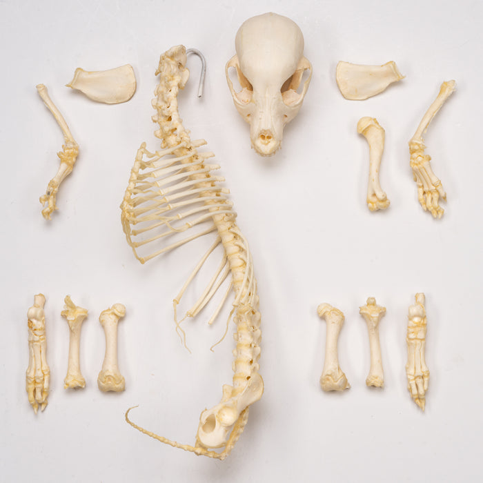 Real Domestic Dog Skeleton - Partial