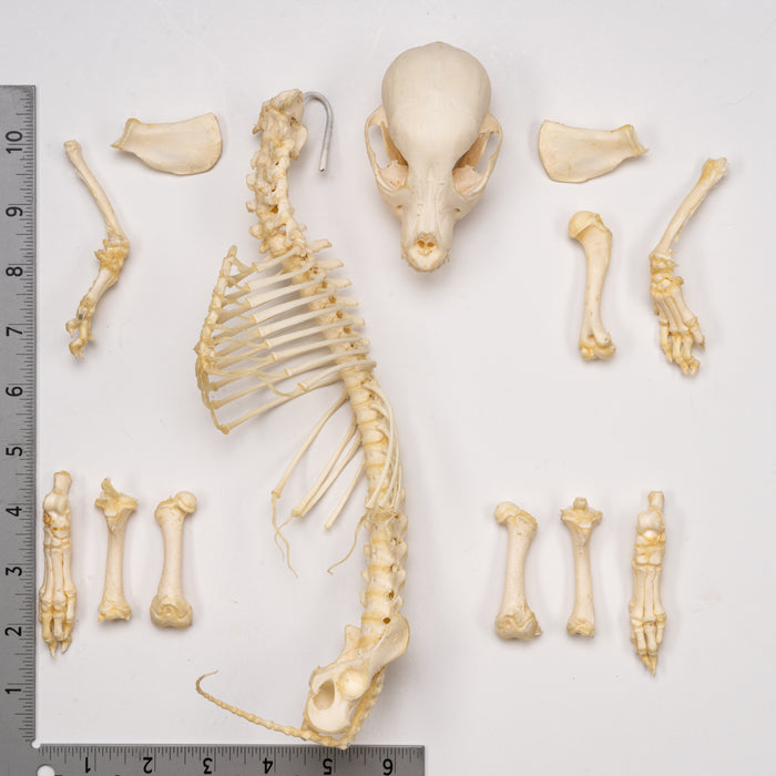 Real Domestic Dog Skeleton - Partial