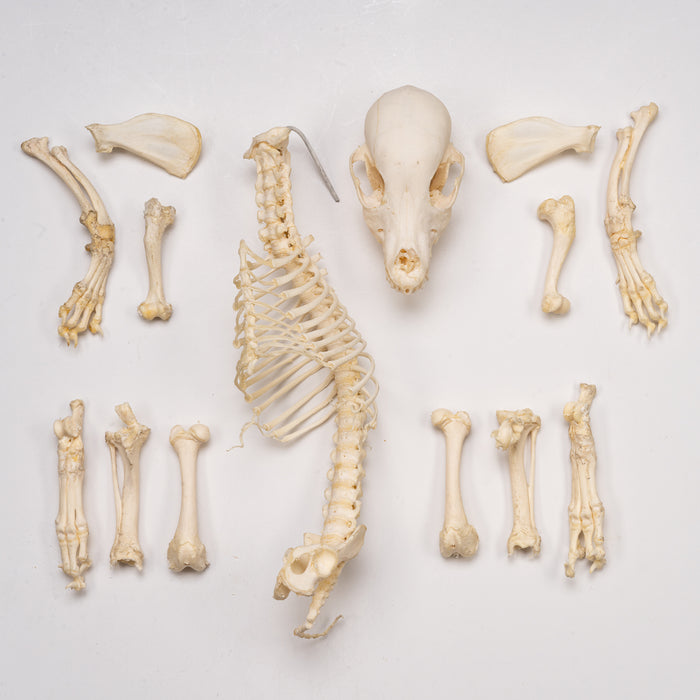 Real Domestic Dog Skeleton - Partially Articulated