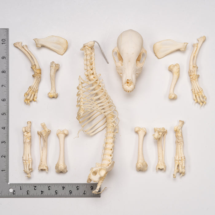 Real Domestic Dog Skeleton - Partially Articulated