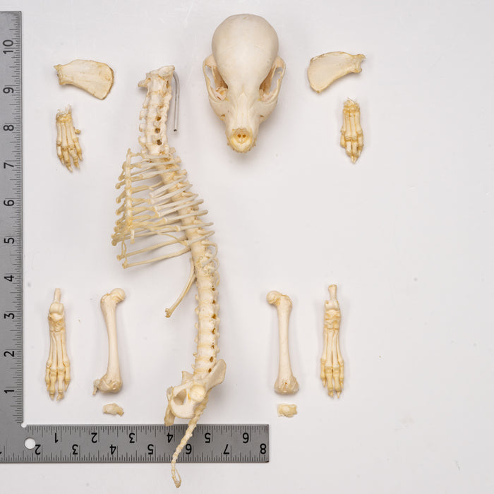 Real Domestic Dog Skeleton - Partial