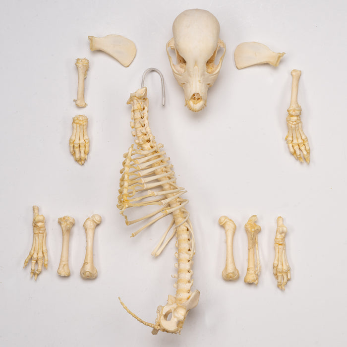 Real Domestic Dog Skeleton - Partial