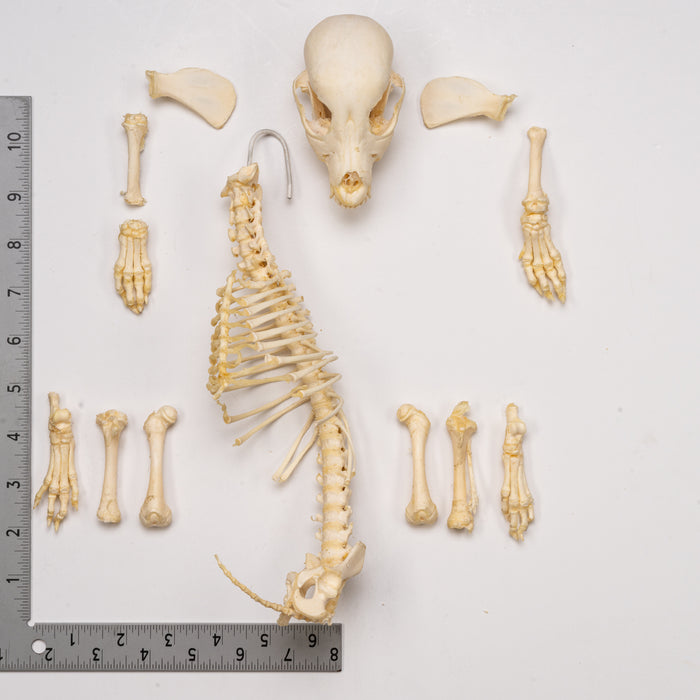 Real Domestic Dog Skeleton - Partial