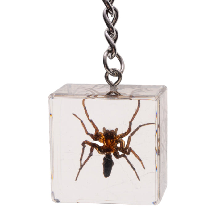 Real Spider in Acrylic Cube Keychain