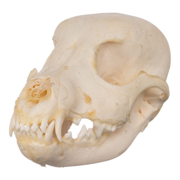 Real Domestic Dog Skeleton - Partial