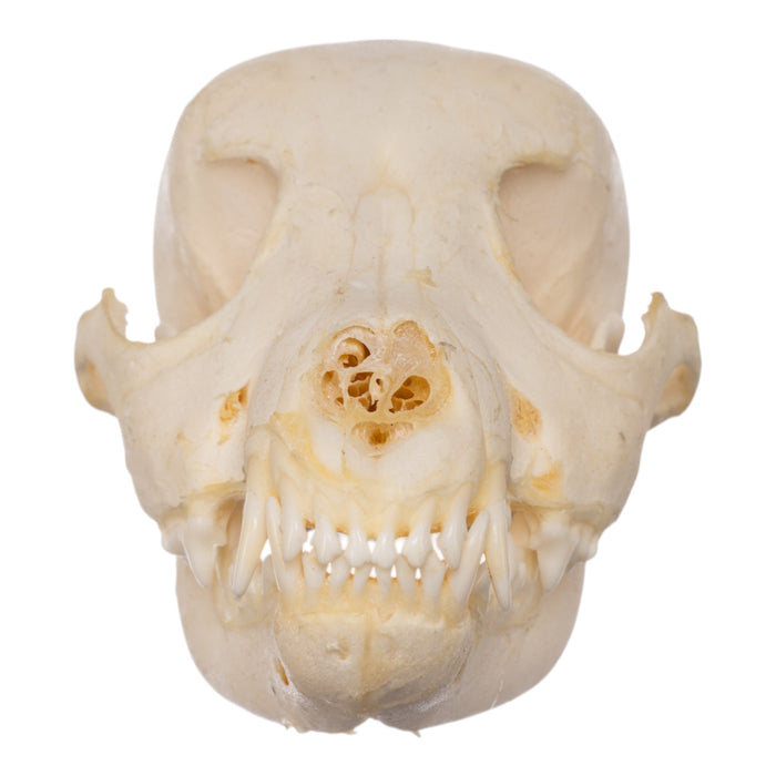 Real Domestic Dog Skeleton - Partial