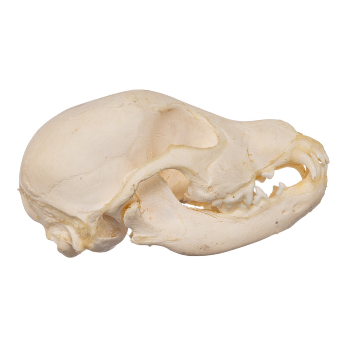 Real Domestic Dog Skeleton - Partial