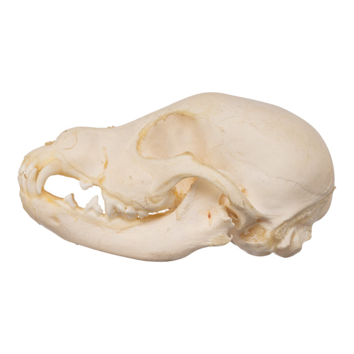 Real Domestic Dog Skeleton - Partial