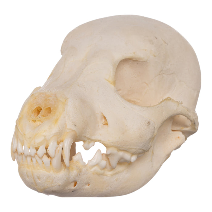 Real Domestic Dog Skeleton - Partial