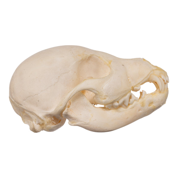 Real Domestic Dog Skeleton - Partial