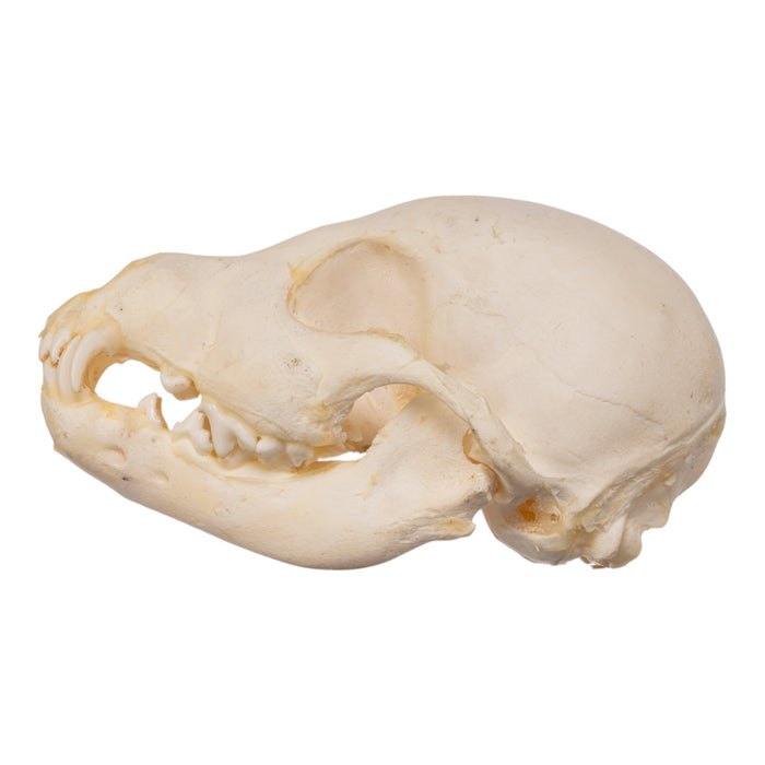 Real Domestic Dog Skeleton - Partial