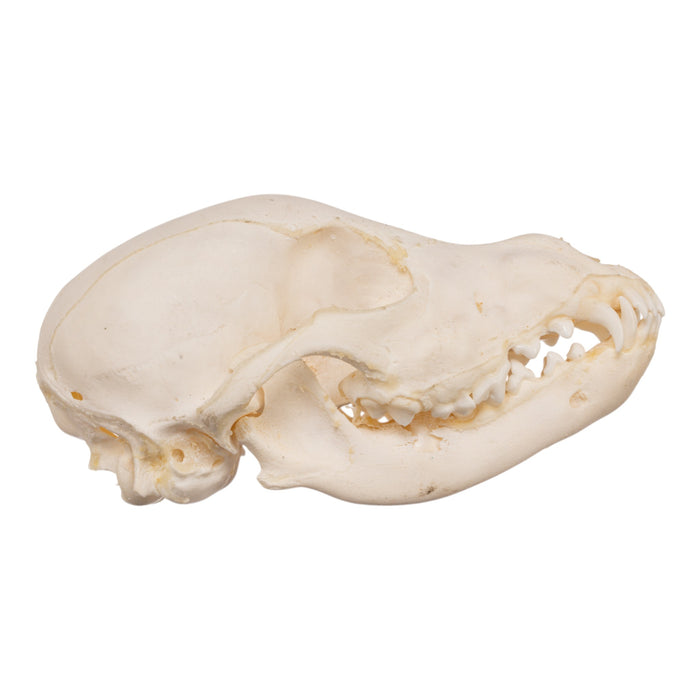 Real Domestic Dog Skeleton - Partially Articulated