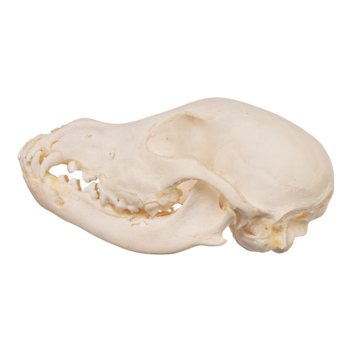 Real Domestic Dog Skeleton - Partially Articulated