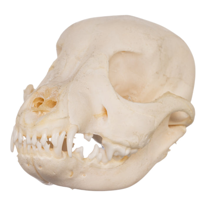 Real Domestic Dog Skeleton - Partial