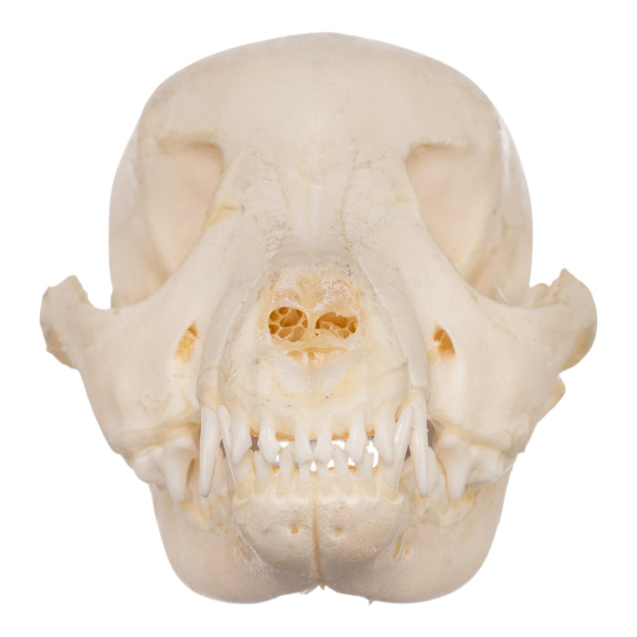 Real Domestic Dog Skeleton - Partial